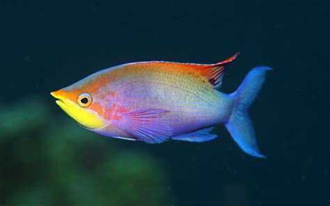 Raonbow fish